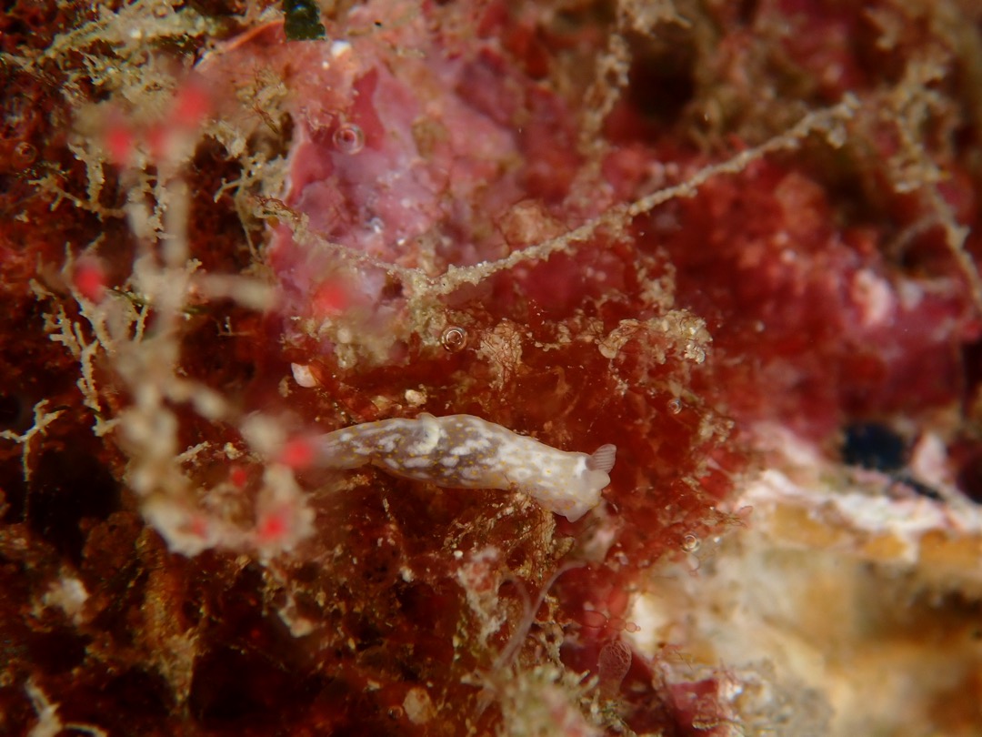 沖繩多角海牛(琉球裸海蛞蝓) Gymnodoris okinawae