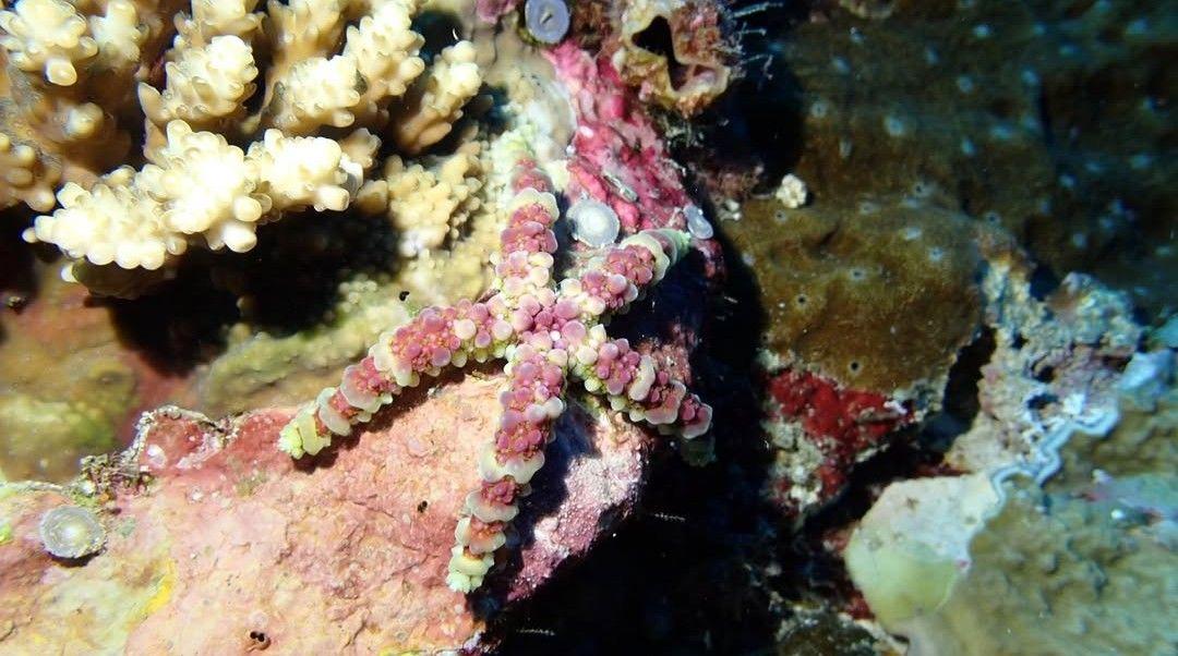 赤麗棘海星(瘤棘海星) Echinaster callosus