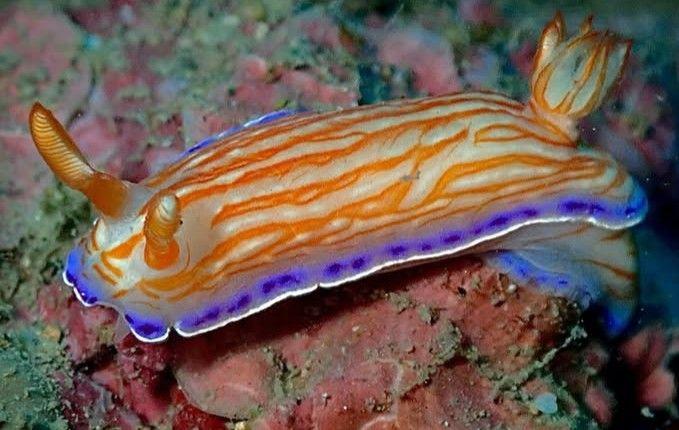 凱瑟琳多彩海牛(凱瑟琳多彩海蛞蝓) Hypselodoris katherinae