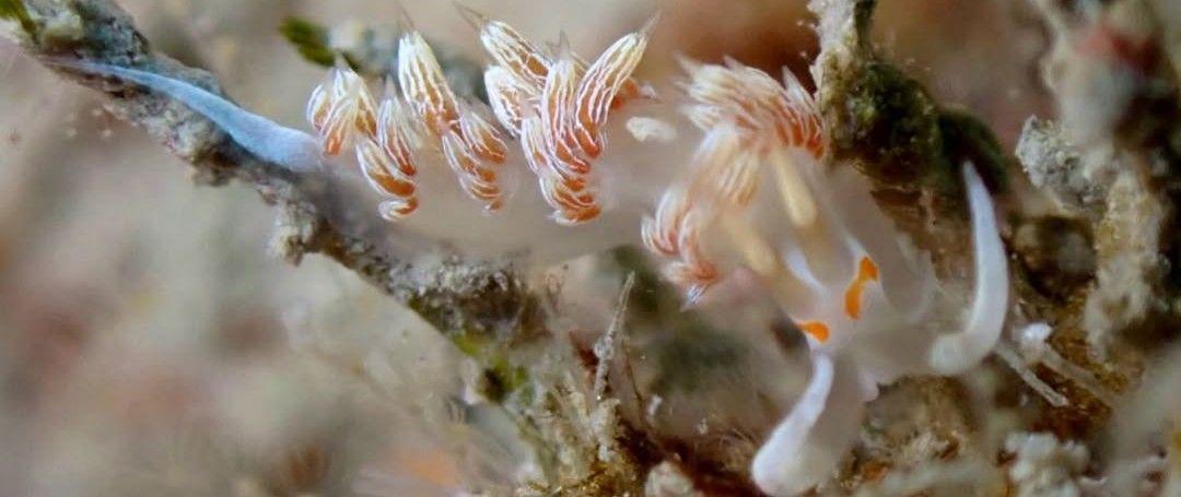 白線灰翼海牛(白線灰翼海蛞蝓) Cratena lineata