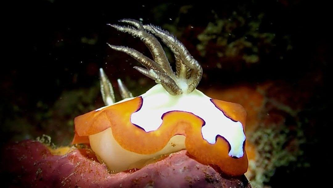信實多彩海牛(信實多彩海蛞蝓) Goniobranchus fidelis