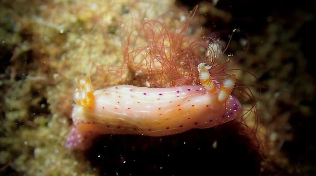 天堂多彩海牛(天堂多彩海蛞蝓) Hypselodoris paradisa