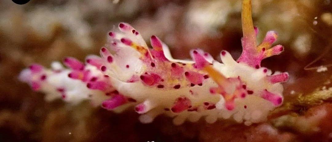 端紫三鰓海牛(狼牙棒) Aegires villosus