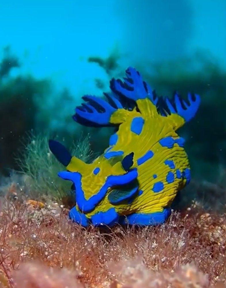 維爾科繡邊多角海牛(維爾科鏽邊海蛞蝓) Tambja verconis
