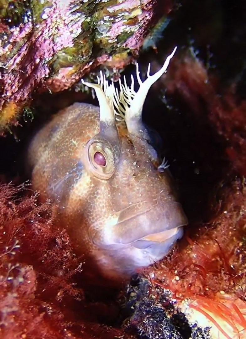 塔斯馬尼亞副鳚(塔斯馬尼亞䲁) Parablennius tasmanianus