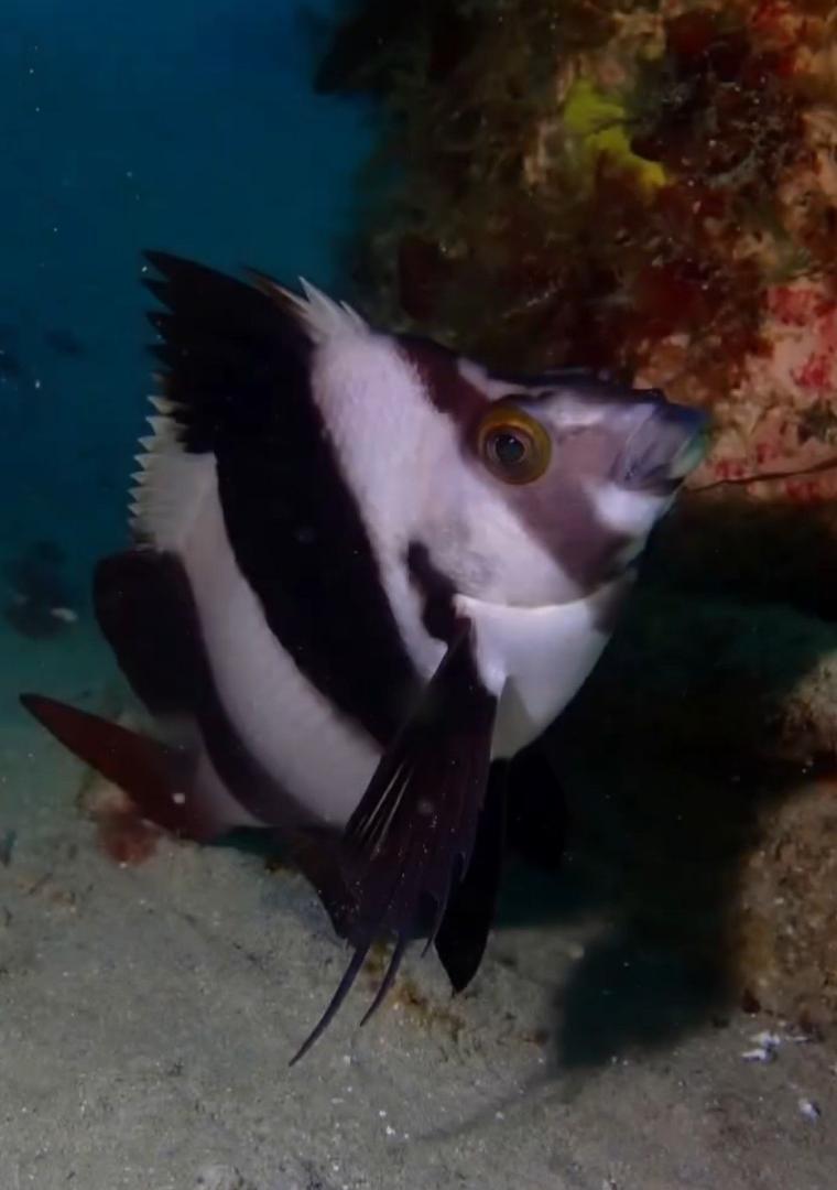 寬帶唇指䱵 Pseudogoniistius nigripes
