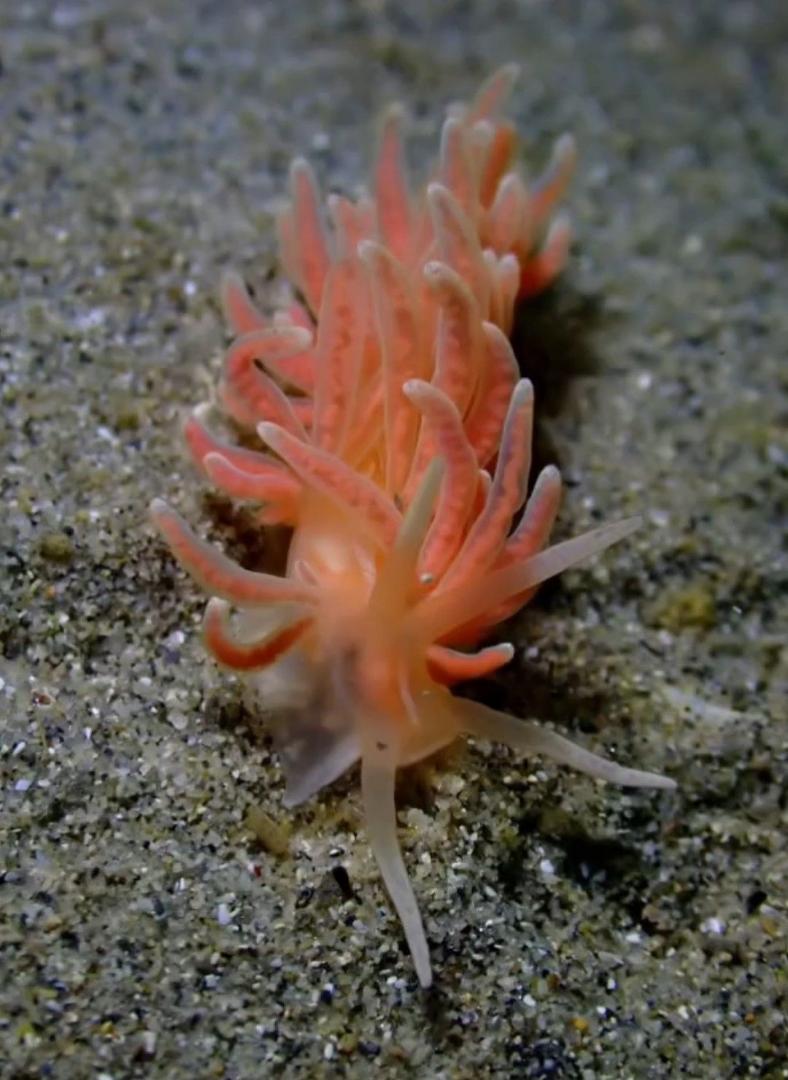 鋸齒灰翼海牛(鋸齒葉鰓海蛞蝓) Phyllodesmium serratum