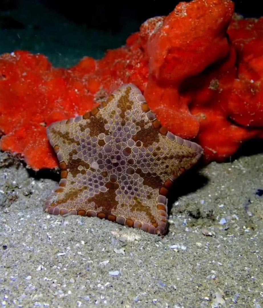 華麗角海星(華麗餅乾海星) Tosia magnifica