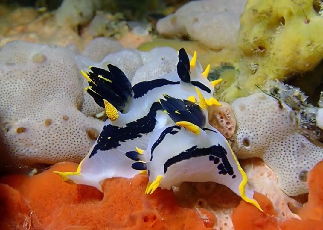 好望角多角海牛(好望角多角海蛞蝓) Polycera capensis