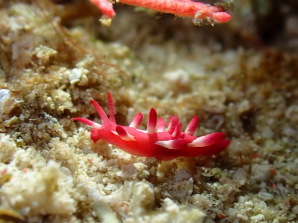 中本奧肯海蛞蝓 (中本海蛞蝓 / 白羽毛奧肯) Okenia nakamotoensis