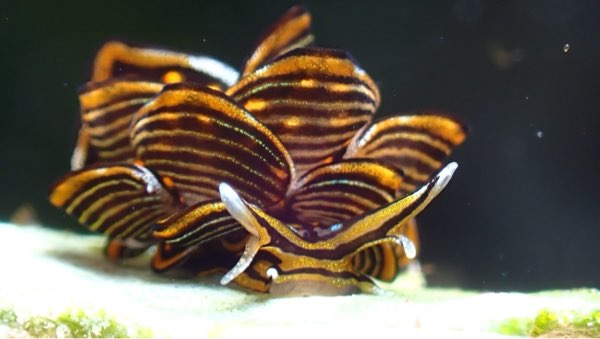 黑美葉海蛞蝓 Cyerce nigricans