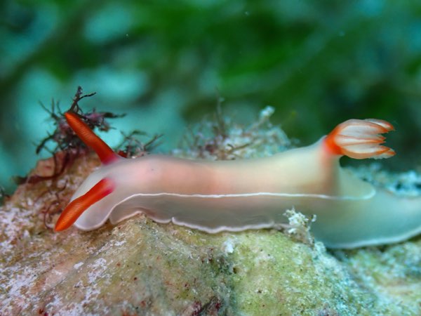 公牛多彩海牛 Hypselodoris bullockii