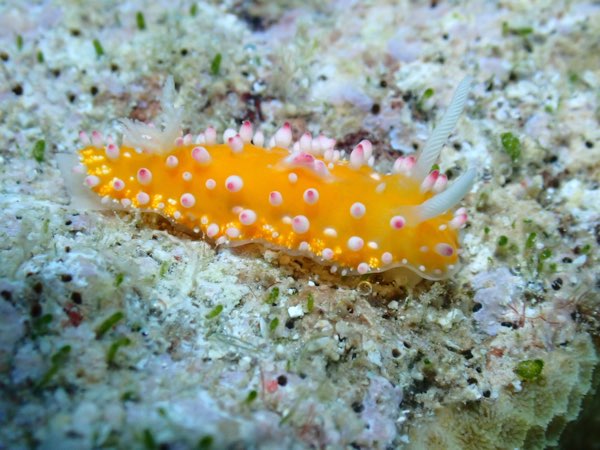 裝飾嘉德林多彩海牛 Cadlinella ornatissima