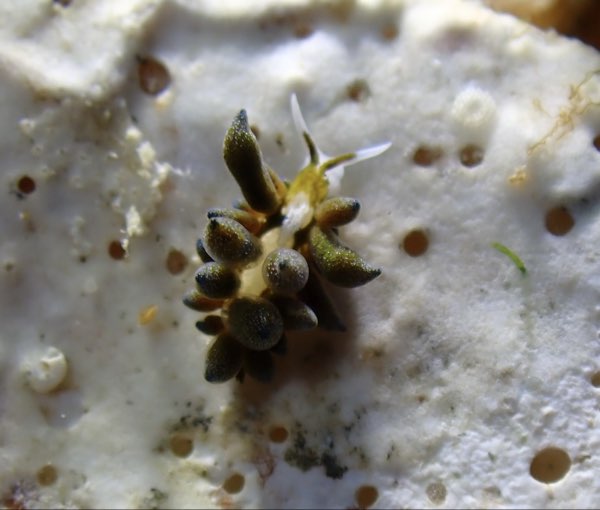植內埃可海蛞蝓 (內食埃可海蛞蝓) Ercolania endophytophaga