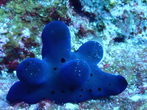 希比韋露螺 (藍斑絨螺) Coriocella hibyae