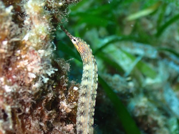 紅鰭冠海龍(龍臉海龍) Corythoichthys haematopterus