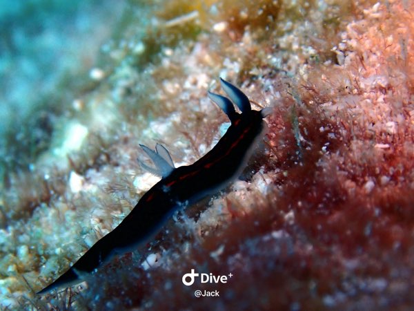 細長多角海牛 Roboastra gracilis