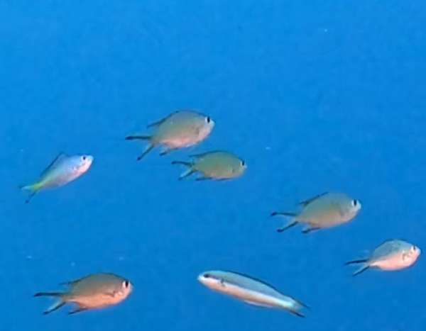 燕尾光鰓雀鯛 (煙色光鰓魚) Chromis fumea