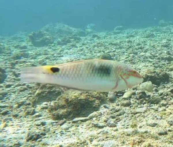 頸帶海豬魚(肩斑海豬魚) Halichoeres scapularis