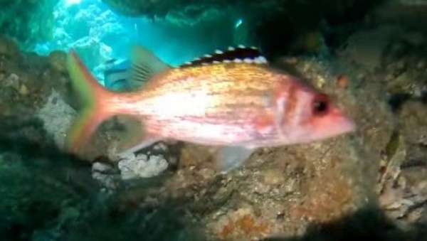 黑帶棘鰭魚(紅斑金鱗魚) Sargocentron rubrum