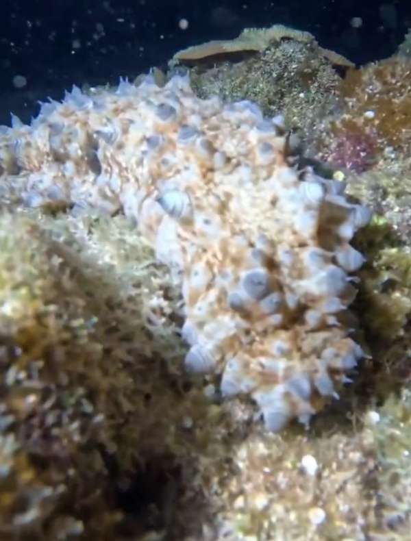 糙刺參 (刺參 / 糙刺海參) Stichopus horrens