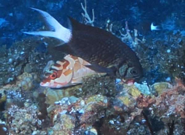 黃尾光鰓雀鯛(白尾光鰓魚) Chromis xanthura
