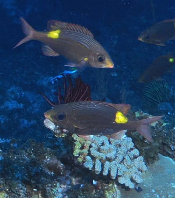 金帶齒頜鯛 (金帶單列齒鯛) Gnathodentex aureolineatus
