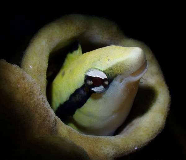 縱帶盾齒鳚(假清潔魚) Aspidontus taeniatus