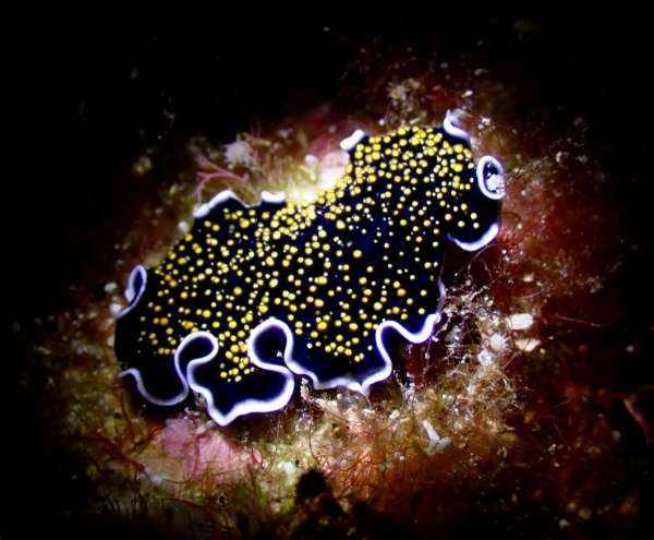 黑乳突扁蟲 (黑突海扁蟲 / 黑褶海扁蟲) Thysanozoon nigrum