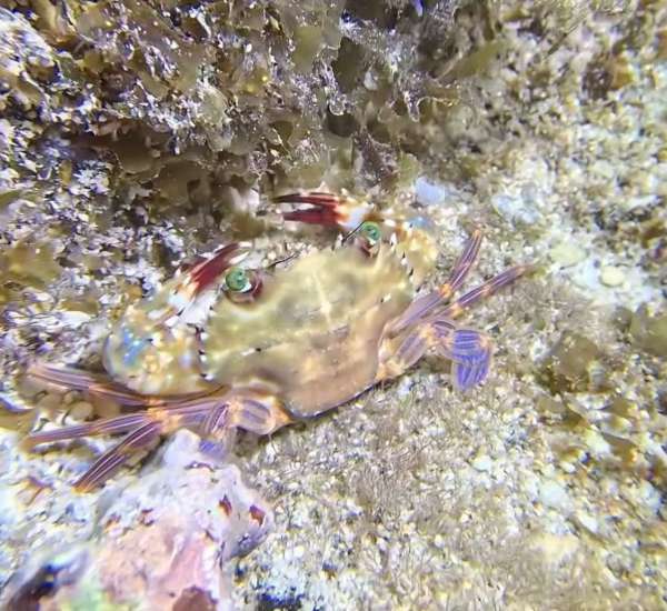 尖額附齒蟳(石蟳) Goniosupradens acutifrons