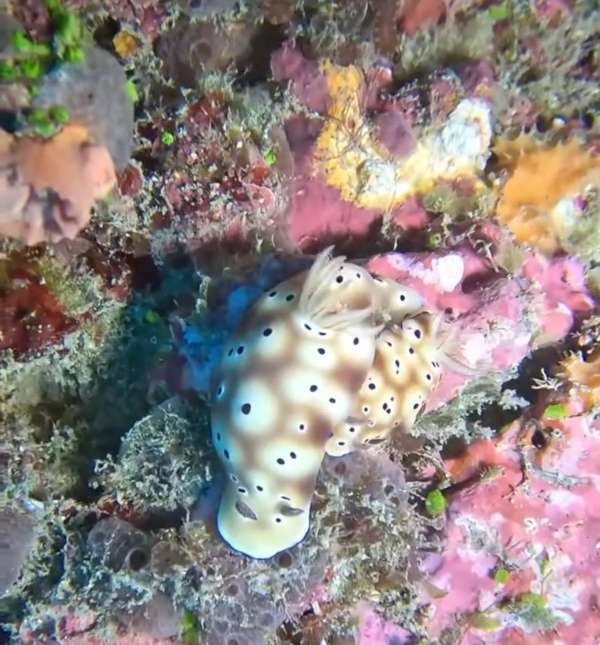 崔恩多彩海牛 Hypselodoris tryoni