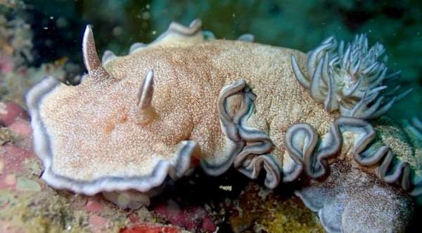 希吉努多彩海牛 Glossodoris hikuerensis