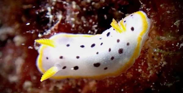 東洋多彩海蛞蝓 Chromodoris orientalis