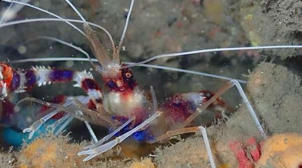 多刺蝟蝦(美人蝦) Stenopus hispidus