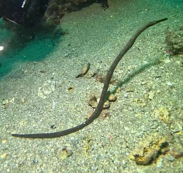 鋸粗吻海龍 (冠海龍) Trachyrhamphus serratus