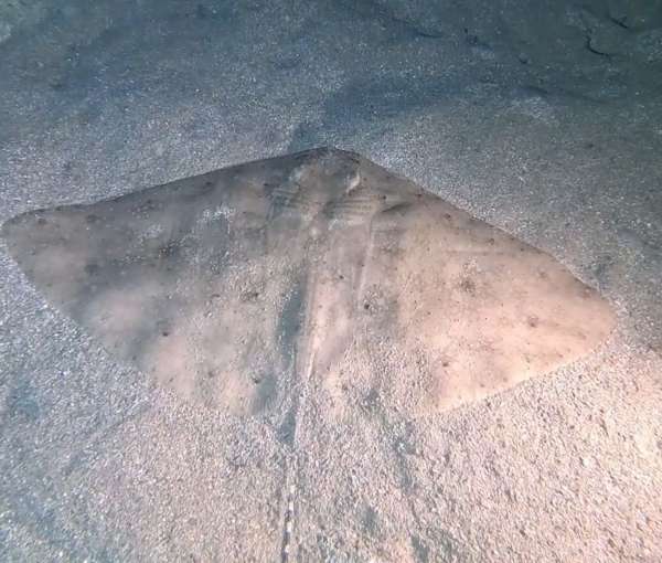 刺燕魟 (蝴蝶魟) Gymnura altavela