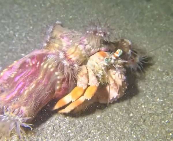 眼斑真寄居蟹 (柄真寄居蟹) Dardanus pedunculatus