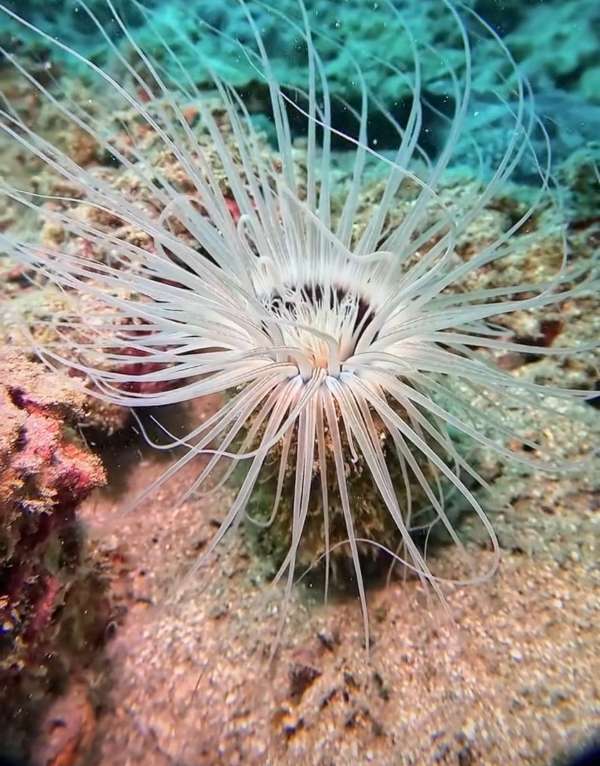 管海葵 (角海葵) Cerianthidae