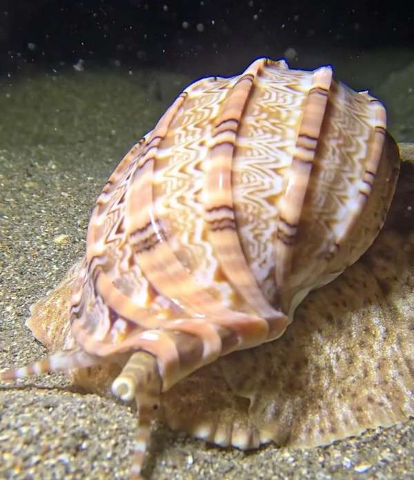 斑節楊桃螺(關節豎琴螺) Harpa articularis