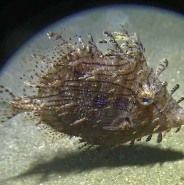 棘皮單棘魨(毛尾魨) Chaetodermis penicilligerus