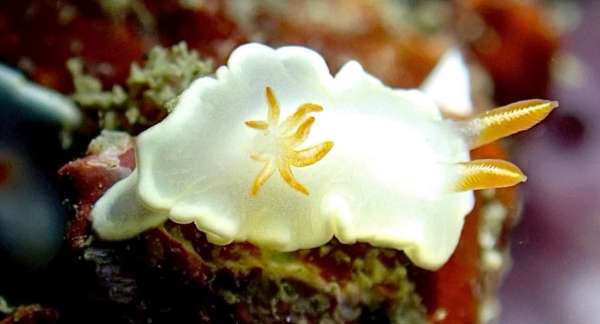 窄黃緣海蛞蝓 (黃緣白海蛞蝓) Ardeadoris angustolutea