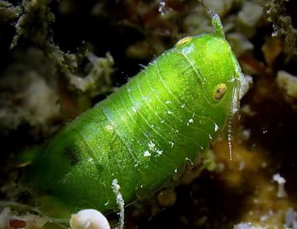 雙尾水蝨 (海水蝨) Cymodoce sp.