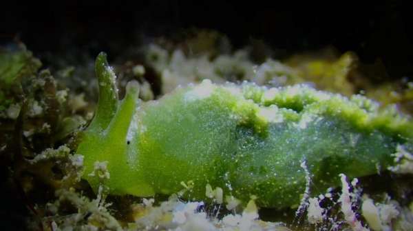 翠綠海天牛 (綠葉海蛞蝓) Elysia viridis