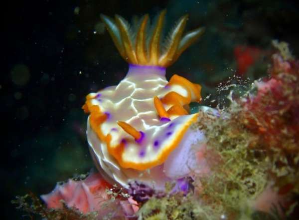 網紋多彩海牛(網紋多彩海蛞蝓) Hypselodoris iacula