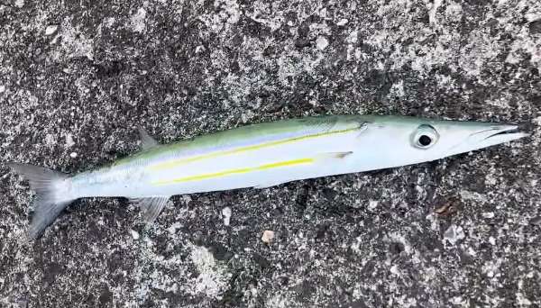 金帶金梭魚(海狼) Sphyraena chrysotaenia