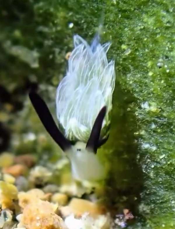 跳躍天兔海蛞蝓(兔子葉羊) Costasiella usagi