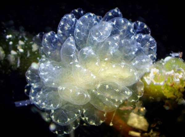 華美美葉海蛞蝓(蝴蝶海蛞蝓) Cyerce elegans