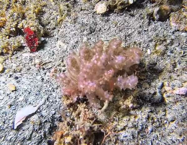 柯勒葉鰓海蛞蝓(柯氏海蛞蝓) Phyllodesmium koehleri