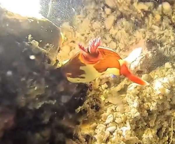 紫紋多角海蛞蝓(紅白海蛞蝓) Nembrotha rutilans