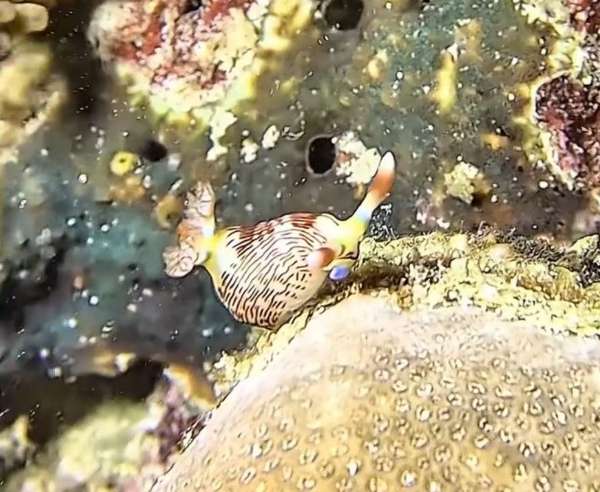 條紋多角海牛(條紋多角海蛞蝓) Nembrotha lineolata